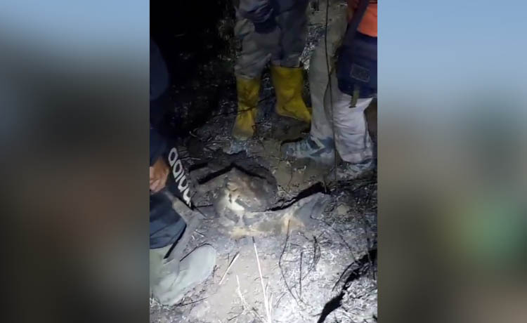 MATI TERPANGGANG: Tubuh anak rusa ditemukan terpanggang oleh relawan, saat kejadian karhutla pekan lalu di Desa Claket, Kecamatan Pacet, Kabupaten Mojokerto.