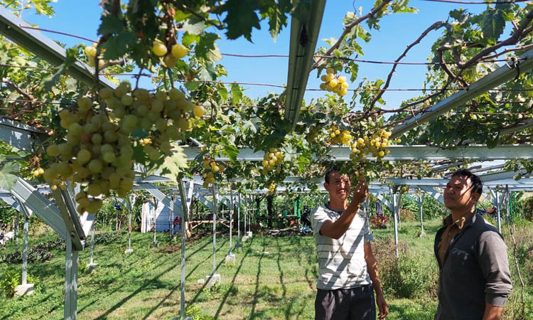 ANGGUR: Meski jumlah warga yang menanam anggur dan mangga di Kota Probolinggo, berkurang, masih ada kebun anggur. Salah satunya di Kelurahan Jrebeng Lor, Kecamatan Kedopok.