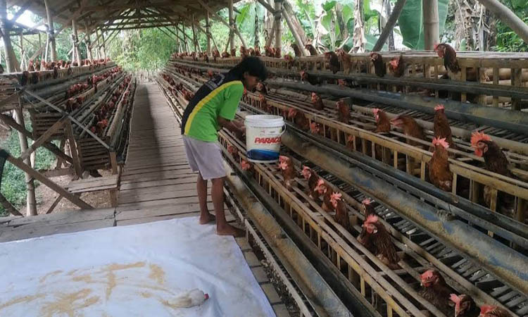 COST TINGGI: Peternak ayam petelur di Krejengan memberi pakan ke ayam di kandangnya. Turunnya harga telur membuat peternak mengeluh karena keuntungannya mepet dengan ongkos produksi.