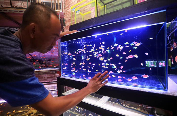 DISUKAI: Salah satu penjual Glofish di Jalan dr. Soetomo Kota Probolinggo menunjukkan warna-warni ikan di akuarium.
