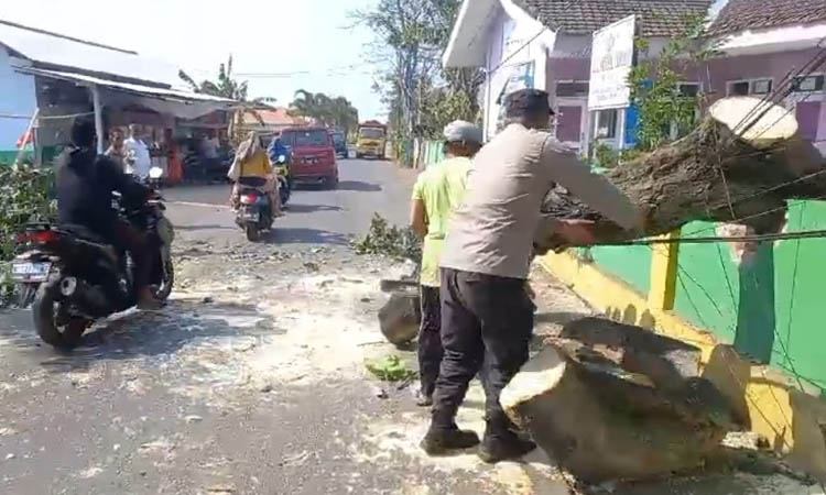 KENA PAGAR: Pohon tumbang di Jatiurip Minggu (8/10) siang.