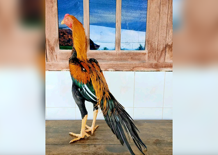 TERAWAT: Seekor ayam bangkok ekor lidi berusia tujuh bulan mulai terlihat menarik