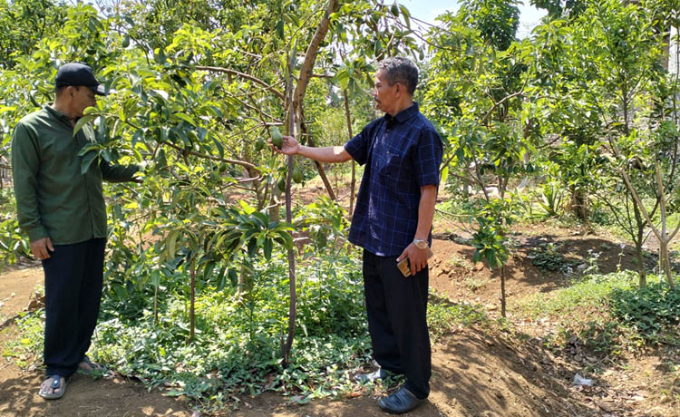 UNGGULAN: Pj Kades Jatisari Iksan (kanan) di lokasi perkebunan alpukat milik warga, di Dusun Penjalinan, yang mulai berbuah.