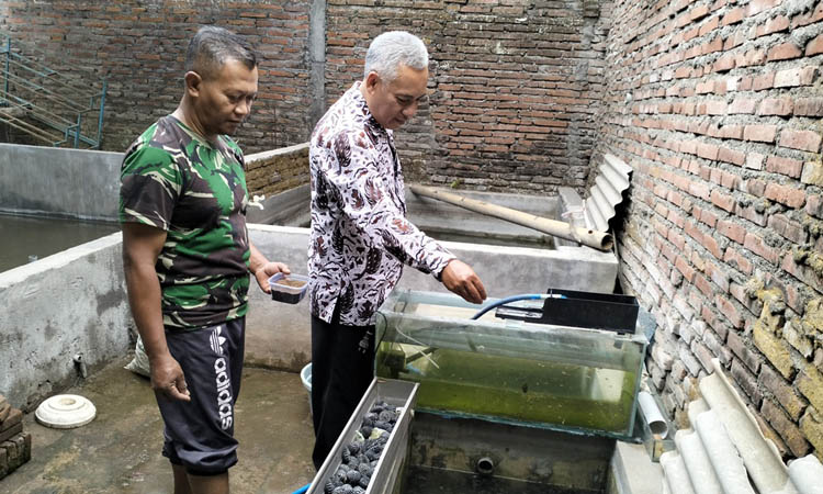 KETAHANAN PANGAN: Budi daya ikan lele di Dusun Popohan, Desa Sentul, Kecamatan Purwodadi.