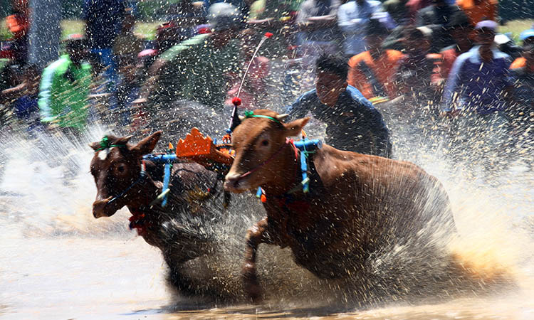 ADU CEPAT: Karapan Sapi Brujul di Kota Probolinggo, beberapa waktu lalu. Karapan Sapi Brujul menjadi salah satu budaya yang telah ditetapkan sebagai warisan budaya tak benda.