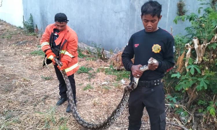 DITANGKAP: Petugas Damkar dan BPBD Kota Pasuruan mengamankan ular piton sepanjang 5 meter, Sabtu (11/11).