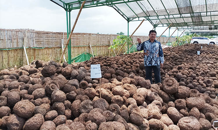 PORANG: Porang hasil panen petani Kabupaten Probolinggo yang ada di pabrik pengolahan porang di Kecamatan Pajarakan.