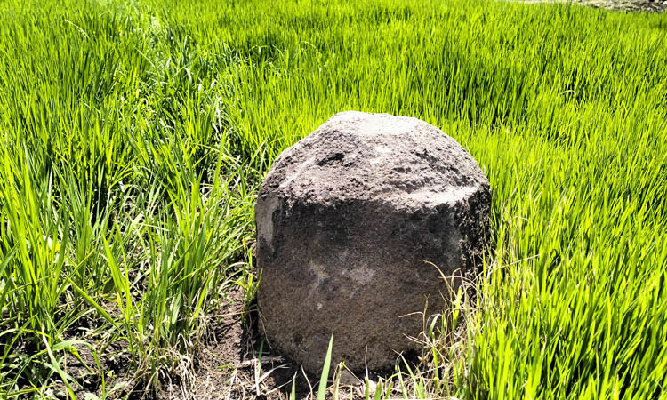 DI TENGAH SAWAH: Batu Persegi Delapan saat ini terletak di tengah sawah milik warga di Dusun Sumber, Desa Bulu, Kecamatan Kraksaan.