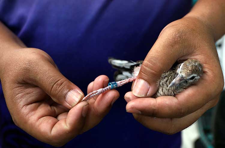 PASANG RING: Dhanang Kurniawan memasangkan ring pada salah satu burung perkututnya.