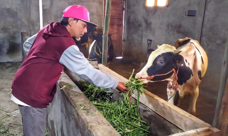 HARUS SEHAT: Peternak di Sukapura memberikan pakan pada sapi miliknya. Dinas Pertanian mendapat tambahan vaksin LSD untuk mewaspadai LSD.