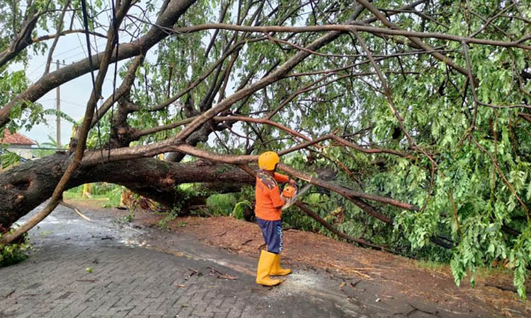 MENUTUP JALAN: Pohon tumbang di Desa Sladi, Kecamatan Kejayan, Kabupaten Pasuruan, menutup jalan, Minggu (10/12).