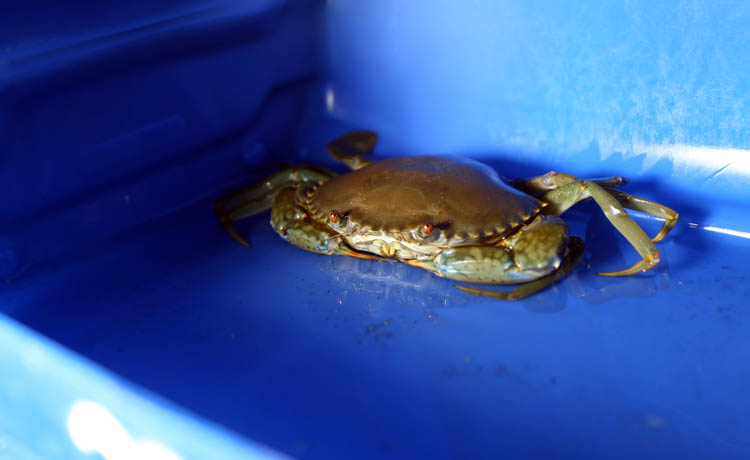 BISA BESAR: Kepiting bakau yang dibudi dayakan Rachmad.