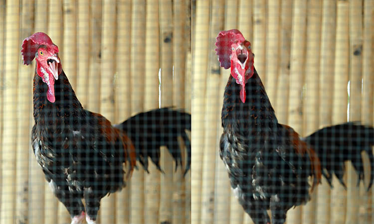 HASIL SILANG: Salah satu ayam bekisar pelirahaan Agus Hidayat, jenis gallus temminckii.