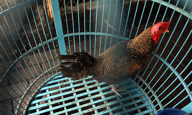 SIAP DIKEMBANGKAN: Salah satu ayam bekisar peliharaan Agus Hidayat, sudah dewasa. Ayam ini juga siap dikembangbangbiakkan.