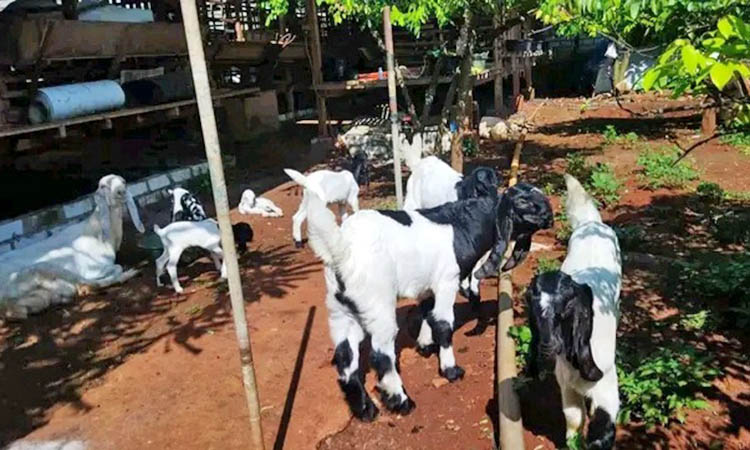 BERJEMUR: Sejumlah kambing milik Muhammad Ircam, berjemur. Kesehatan kambing sangat perlu diperhatikan untuk menghasilkan susu yang berkualitas.