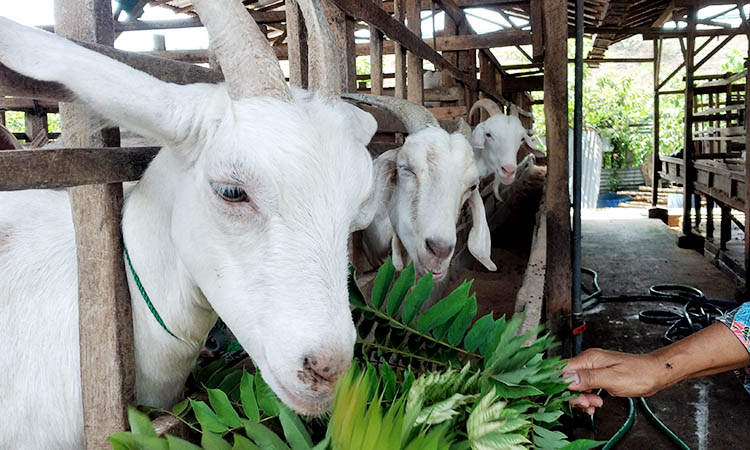 BERI PAKAN: Kondisi kambing milik Kristin Dwi Riawati di kandang.