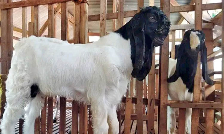 ANAKAN: Kambing anakan etawa berusia sekitar 3 bulan. Kambing dengan usia ini sudah bisa dibanderol Rp 3 juta lebih.