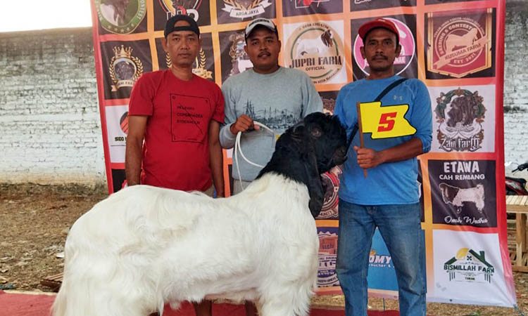 KONTES: Salah satu kambing milik Muhammad Ircam, ketika diikutkan dalam kontes.