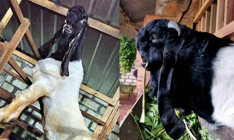 JANTAN: Kambing etawa jantan berusia antara 4 sampai 5 bulan.