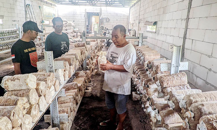 TANPA LIMBAH: Omah Jamur milik Muhammad Husein di Desa Pleret, Kecamatan Pohjentrek, Kabupaten Pasuruan, dikelola dengan konsep tak menyisakan limbah.