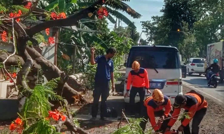TUMBANG: Petugas BPBD Kabupaten Probolinggo mengevakuasi pohon tumbang di Desa Klaseman, Kecamatan Gending.