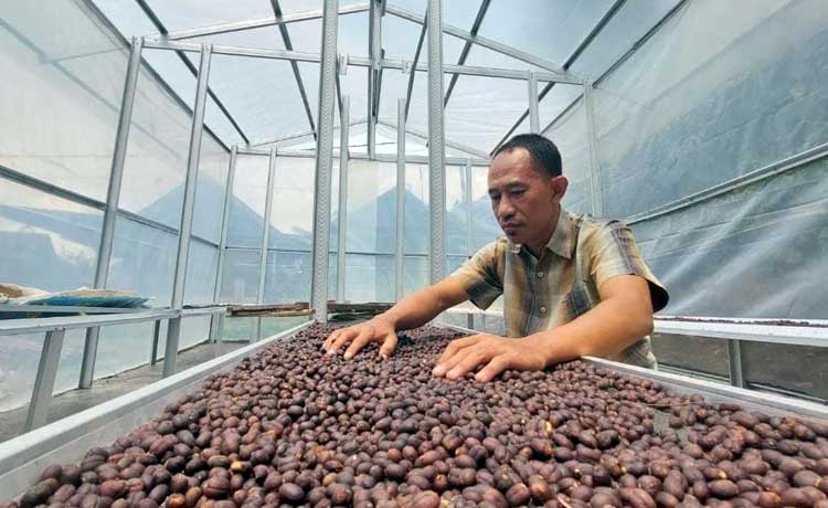 Jumali, saat menjemur kopi di green house yang ada di rumahnya di Dusun Gutean, Desa Dayurejo, Kecamatan Prigen. (Rizal F. Syatori/Jawa Pos Radar Bromo)
