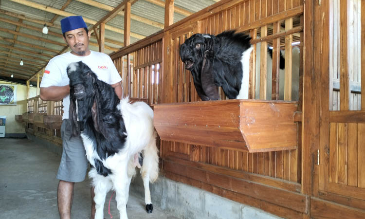 SEHAT: Agus Purnomo mengecek kambing PE Kaligesing di kandang. Kambing dan anakannya memiliki harga fantastis.