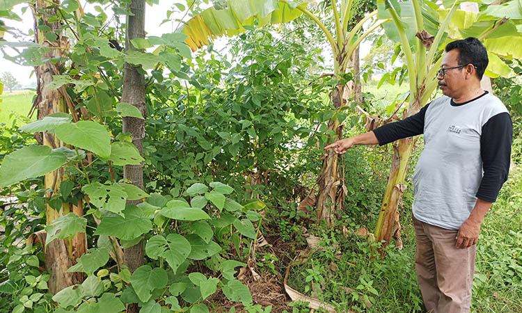 MENUNJUK: Sekretaris Desa Sentong Abdur Rahman menunjukkan lokasi Silo Lembu atau Batu Sapi yang saat ini diyakini telah tertimbun tanah.