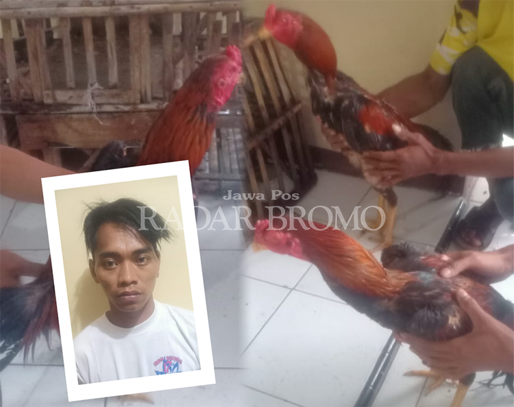DIBEKUK: Mohammad Rosi, dibekuk setelah disangka mencuri belasan ekor ayam bangkok milik warga Desa Glagah, Kecamatan Pakuniran.