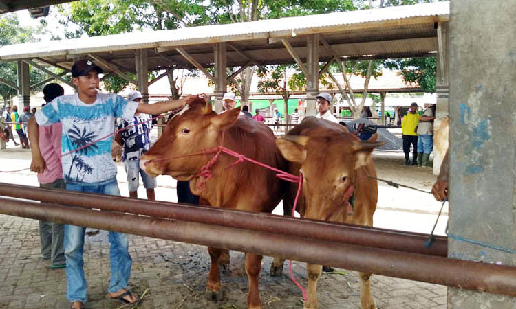 RENTAN: Pasar sapi di Jrebeng Kidul Probolinggo yang mobilitasnya hewan ternaknya tinggi.&nbsp;