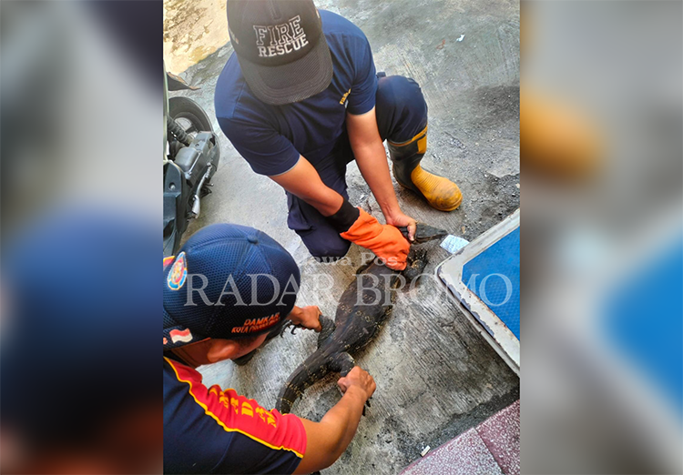 TANGANI HEWAN LIAR: Petugas Damkar Satpol PP Kota Probolinggo melakukan rescue hewan liar berupa biawak yang masuk rumah warga.