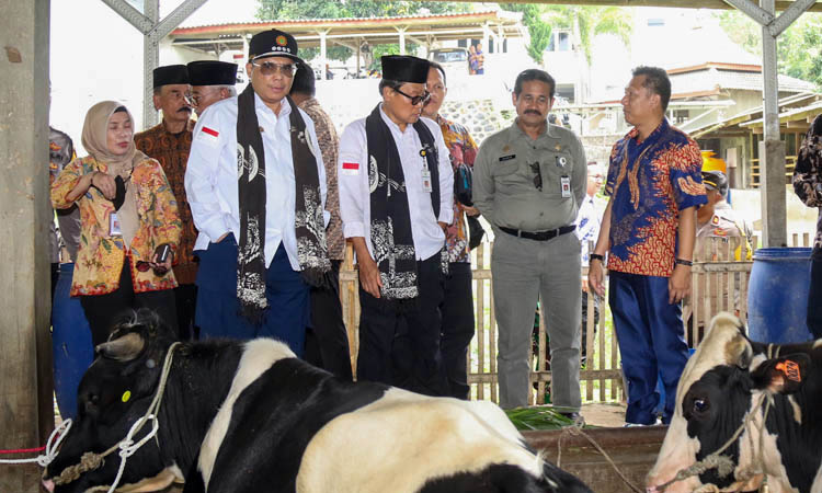 Ponpes Roudlotul Murtadlo juga mengelola peternakan selain perkebunan.