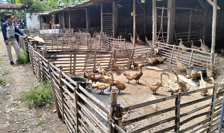 PETERNAKAN: Bebek milik salah satu warga di Dusun Tawangsari, Desa Kejapanan, Kecamatan Gempol.