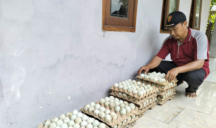 PUNYA CIRI KHAS: Telur bebek yang diproduksi warga Dusun Tawangsari.