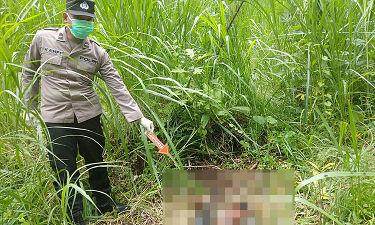 TERUNGKAP: Identitas korban yang ditemukan tergeletak tak bernyawa di kebun Dusun Delik, Desa Janjang Wulung, Kecamatan Puspo, akhirnya terungkap. Lelaki itu, adalah Salam, 78, warga setempat.&nbsp;