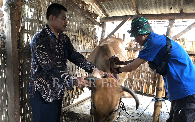 VAKSINASI: Petugas Dinas Pertanian (Diperta) Kabupaten Probolinggo dan Kasun Pilangkacir Buradianto (kiri) melakukan vaksinasi pada ternak warga Dusun Pilangkacir, Desa Tanjungrejo, Tongas, Kamis (7/3