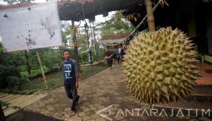 Kebun durian di Waturiti, Lumbang. (Antara Jatim)