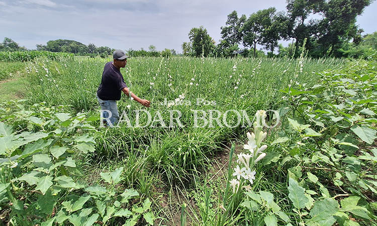 SIAP PANEN RAYA: Lahan bunga Sedap Malam di Rembang, Kabupaten Pasuruan. Petani Sedap Malam bersiap panen raya menjelang Lebaran tahun ini.