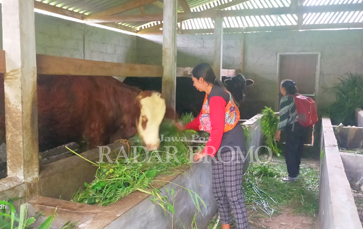 KETAHANAN PANGAN: Kandang ternak lengkap dengan pengadaan 4 ekor sapi. Saat ini pemdes juga sudah merealisasikan pembangunan kandang pada 2023 lalu.
