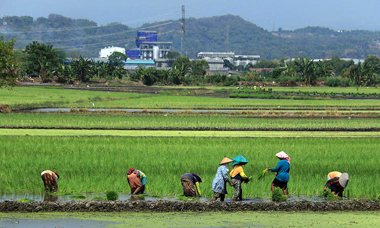 Area industri di kawasan barat Pasuruan dan pertanian yang masih mendominasi di wilayah timur. Raperda RTRW yang diajukan pemkab sebenarnya untuk menunjang pemerataan antara wilayah barat dan timur.