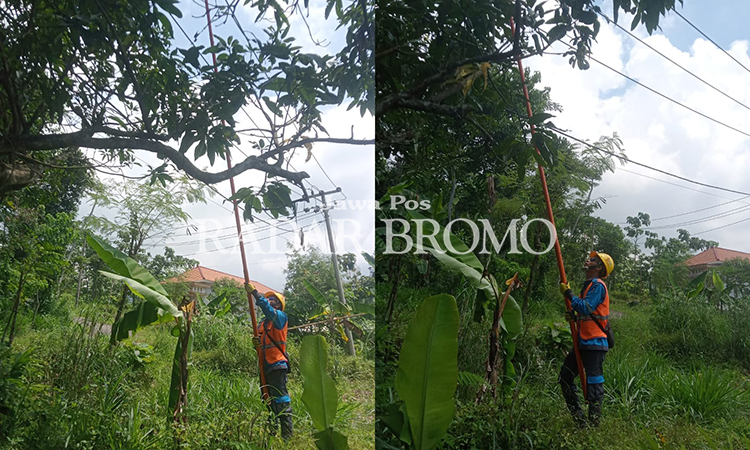 NORMAL LAGI: Petugas ULP Probolinggo mengecek gangguan listrik di Desa Resongo sejak Kamis (18/4) dan melakukan perbaikan pada Jumat (19/4).