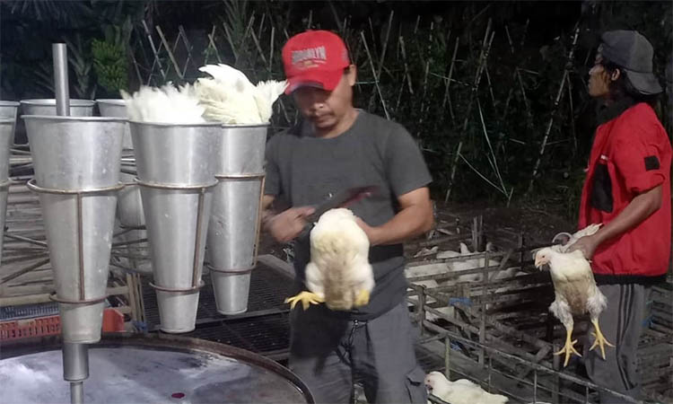 POTONG: Aktivitas pemotongan ayam di Rumah Pemotongan Unggas, di Kelurahan Sumber Taman, Kecamatan Wonoasih, Kota Probolinggo.