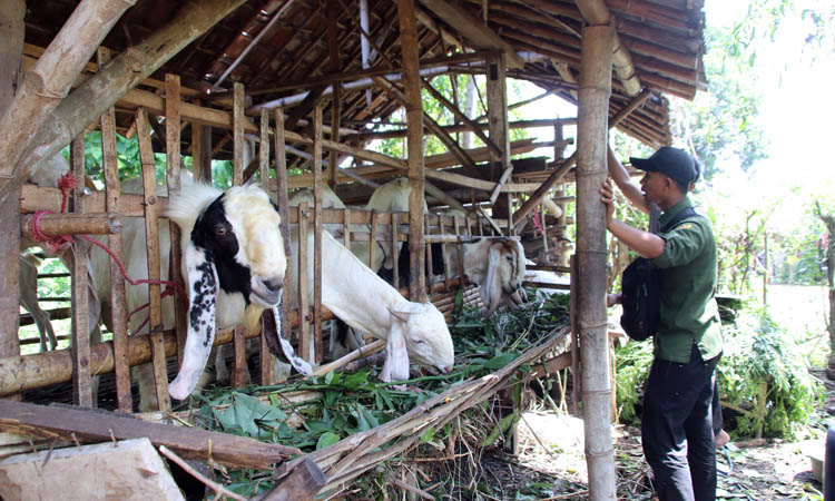 TERUS BERKEMBANG: Sejumlah kambing etawa yang selama ini dibudi daya Pemerintah Desa Kerpangan, Kecamatan Leces, Kabupaten Probolinggo.