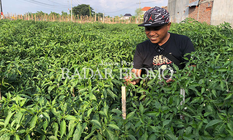 PANEN: Hasan Prasojo, 39, memanen cabai di sawah miliknya yang menggunakan irigasi tetes di Jalan Muria, Kelurahan Kebonsari Wetan, Kanigaran, Kota Probolinggo.