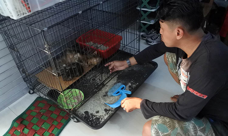 HARUS BERSIH: Agung Setiyo R, membersihkan salah satu kandang kucing bengal peliharaannya. Kebersihan kandang harus dijaga untuk menjaga kesehatan kucing.