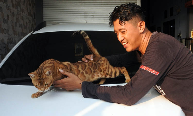 RAS AGRESIF: Agung Setiyo R, bersama dengan kucing bengal peliharaannya.