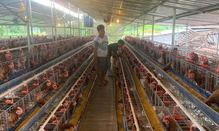 PENGHASILAN BARU: Budi daya ayam petelur oleh desa yang sudah dimulai sejak tahun lalu.