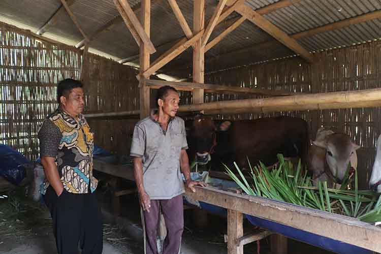 SUMBER PAD: Sekretaris Desa Purut Sutiyarso dan Sutopo meninjau peternakan kambing yang dikelola BUMDes, Desa Purut.