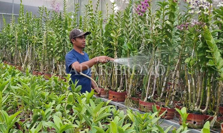 SIRAM: Mulayni, salah satu petani anggrek tengah sibuk menyirami tanamannya.