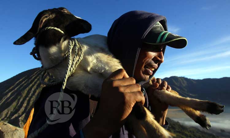 Seorang pemarit membawa seekor kambing yang ia dapatkan saat larung sesaji perayaan Yadnya Kasada 1946 Saka di puncak kawah Gunung Bromo, Sabtu (22/6/2024) pagi.